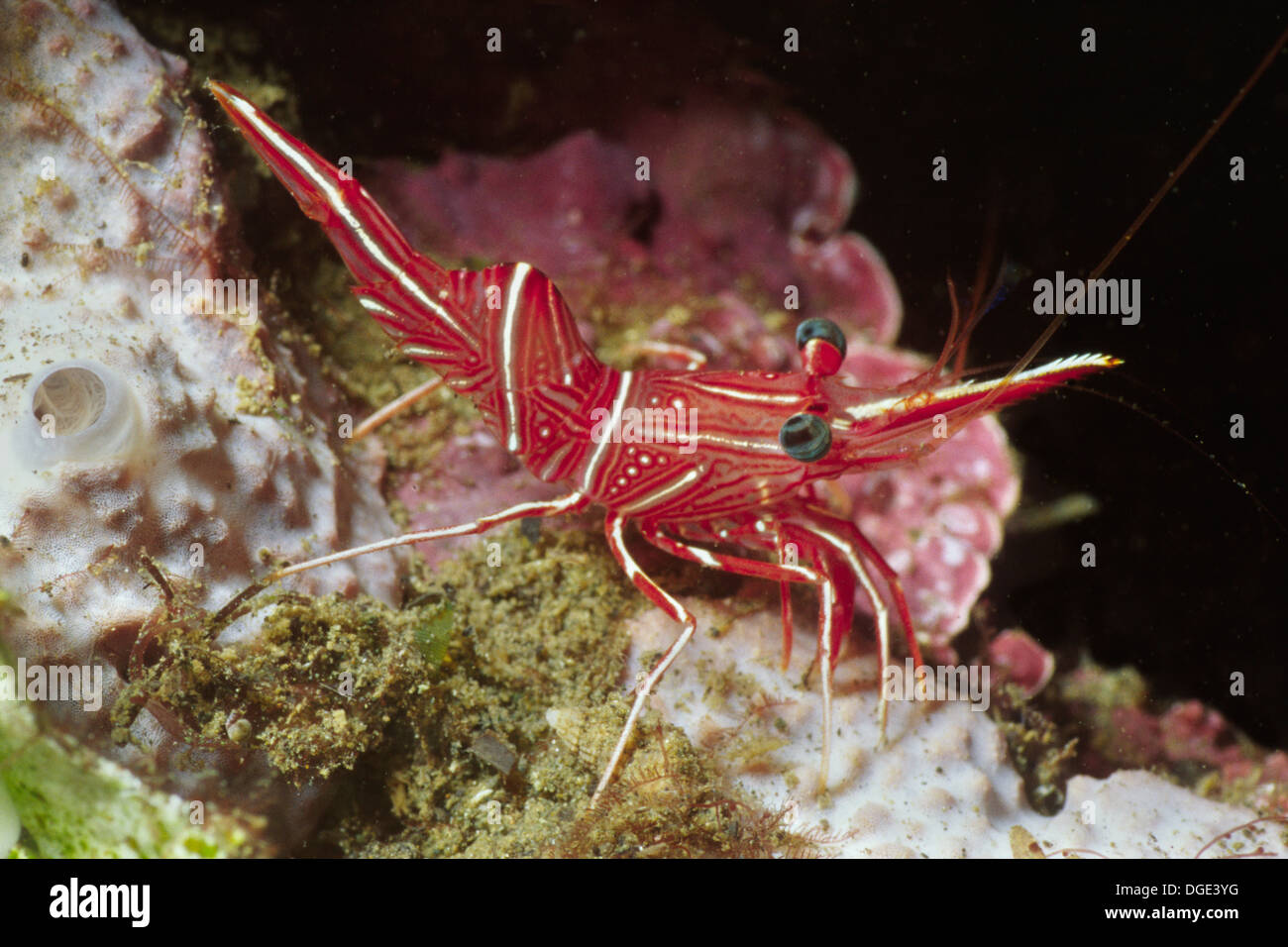 Dancing Shrimp.(Rhynchocinetes durbanensis).Papua New Guinea Stock Photo