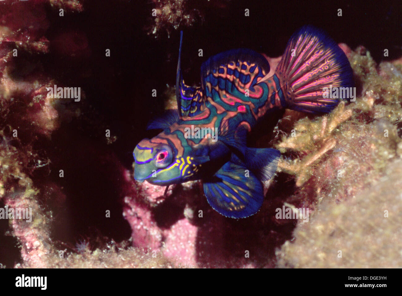 Mandarinfish.(Synchiropus splendidus).Lembeh Straits,Indonesia Stock Photo