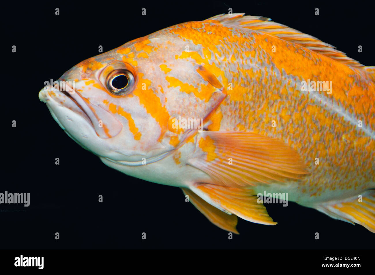 Copper Rockfishcloseup.(Sebastes caurinus).Channel Islands National