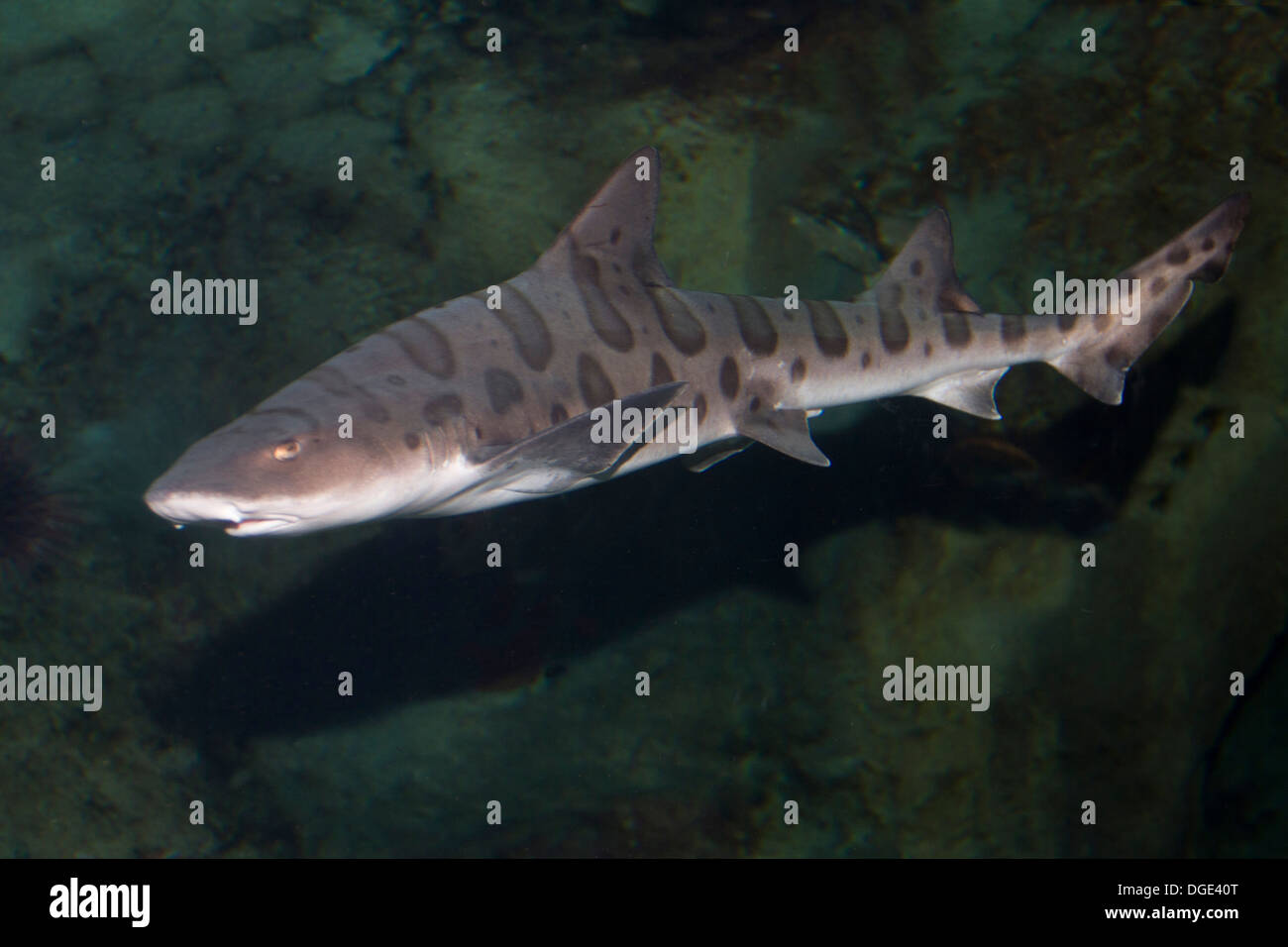 Leopard Shark swimming.(Triakis semifasciata).Catalina Island, California Stock Photo