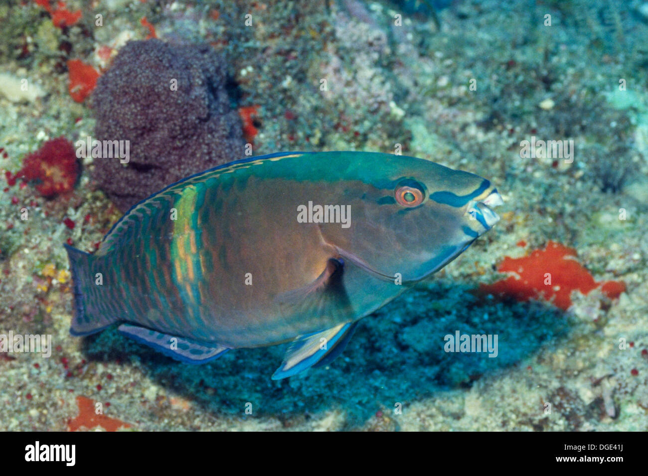 Bluepatch Parrotfish (Scarus forsteni) Lembeh Straits,Indonesia Stock Photo