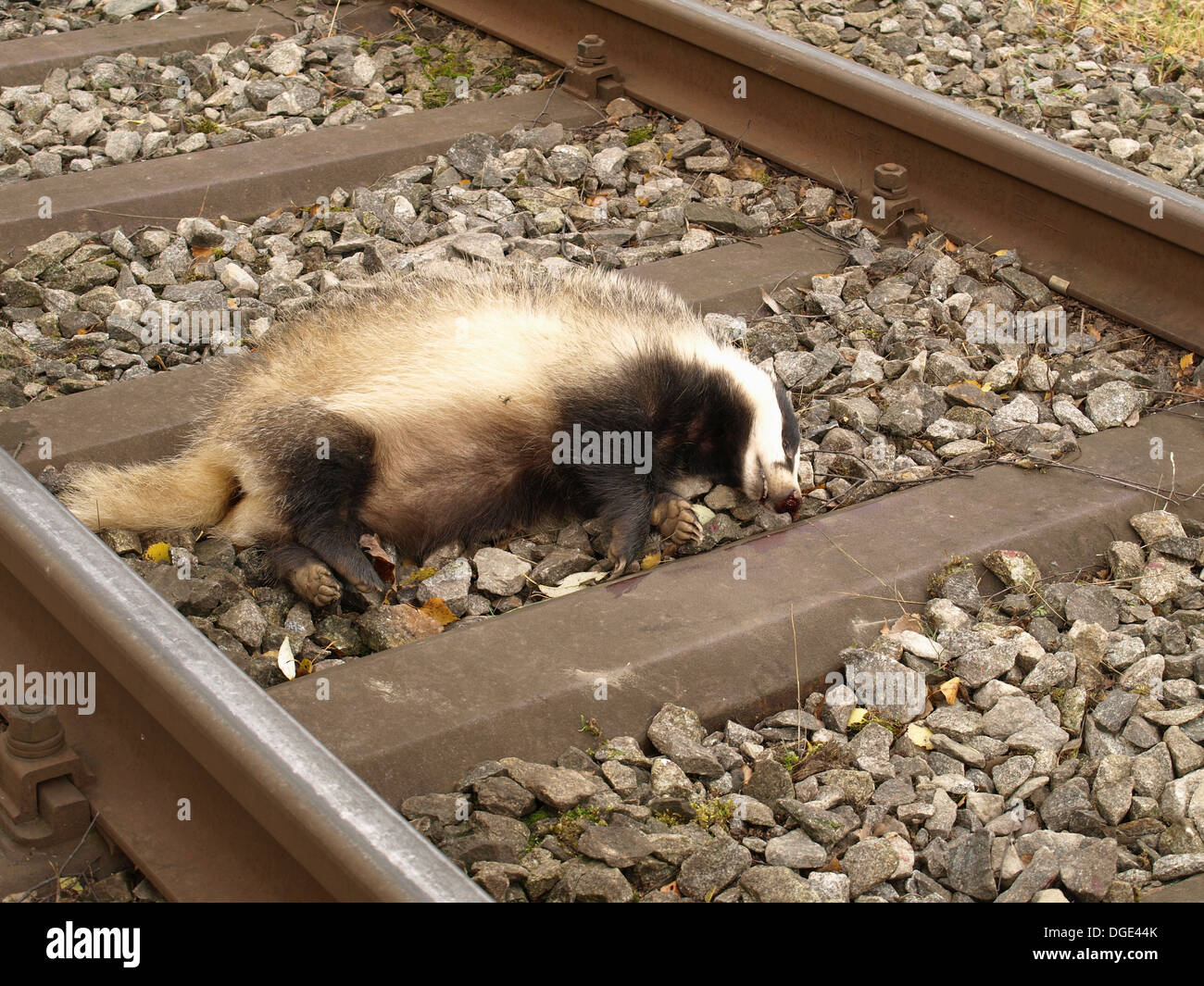 Animals killed by train hi-res stock photography and images - Alamy
