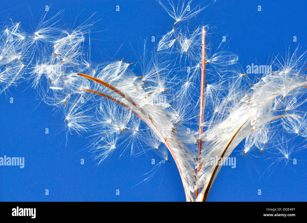 Seed dispersal from a fireweed plant Stock Photo