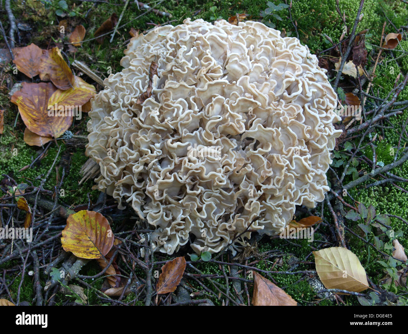 edible mushroom Sparassis brevipes / Eichen-Glucke Stock Photo