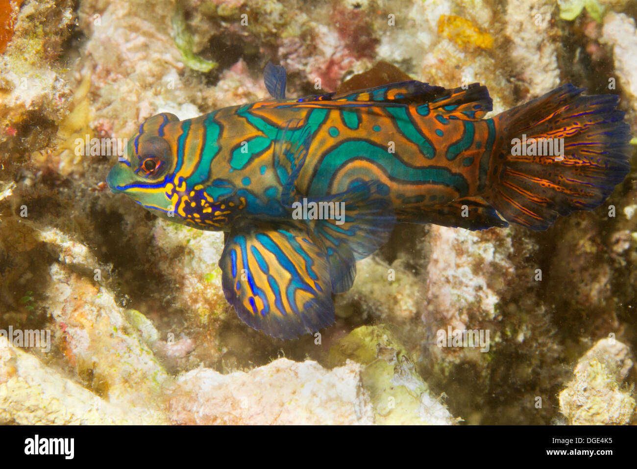 Mandarnfish.(Synchiropus splendidus).Lembeh Straits,Indonesia Stock Photo