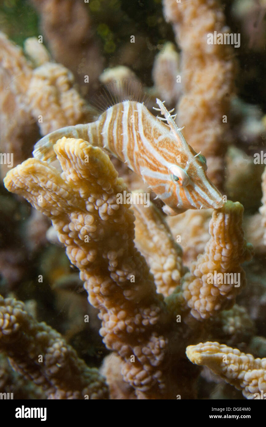 Juvenile Filefish .Lembeh Straits,Indonesia Stock Photo