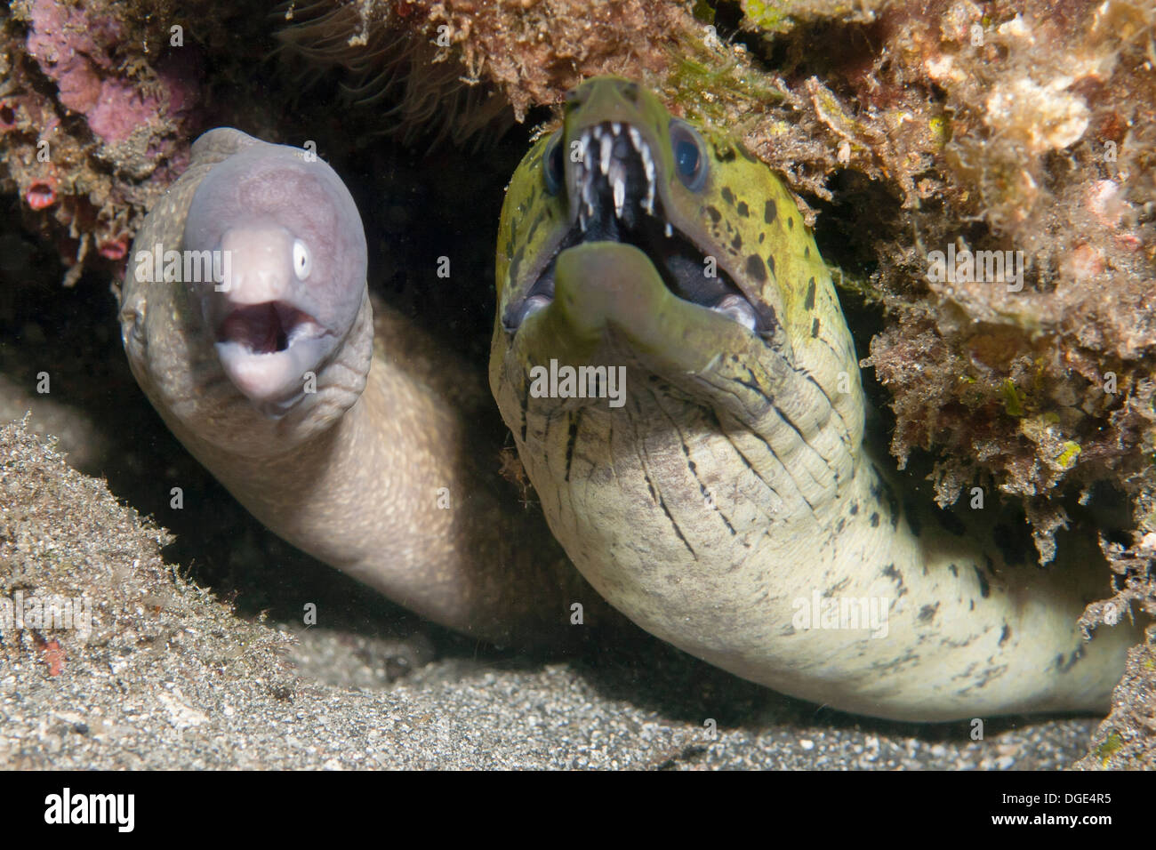 Couple of Moray Eels Stock Photo Alamy