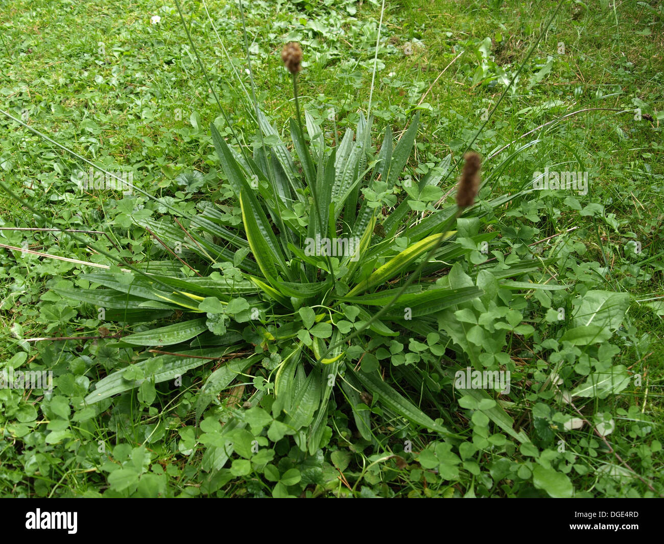 ribwort plantain / Plantago lanceolata / Spitzwegerich Stock Photo