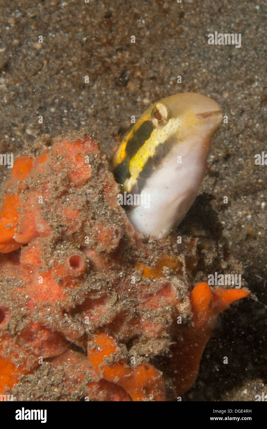 Fangblenny lives in a hole in a sponge.(Meiacanthus sp.).Lembeh Straits, Indonesia Stock Photo