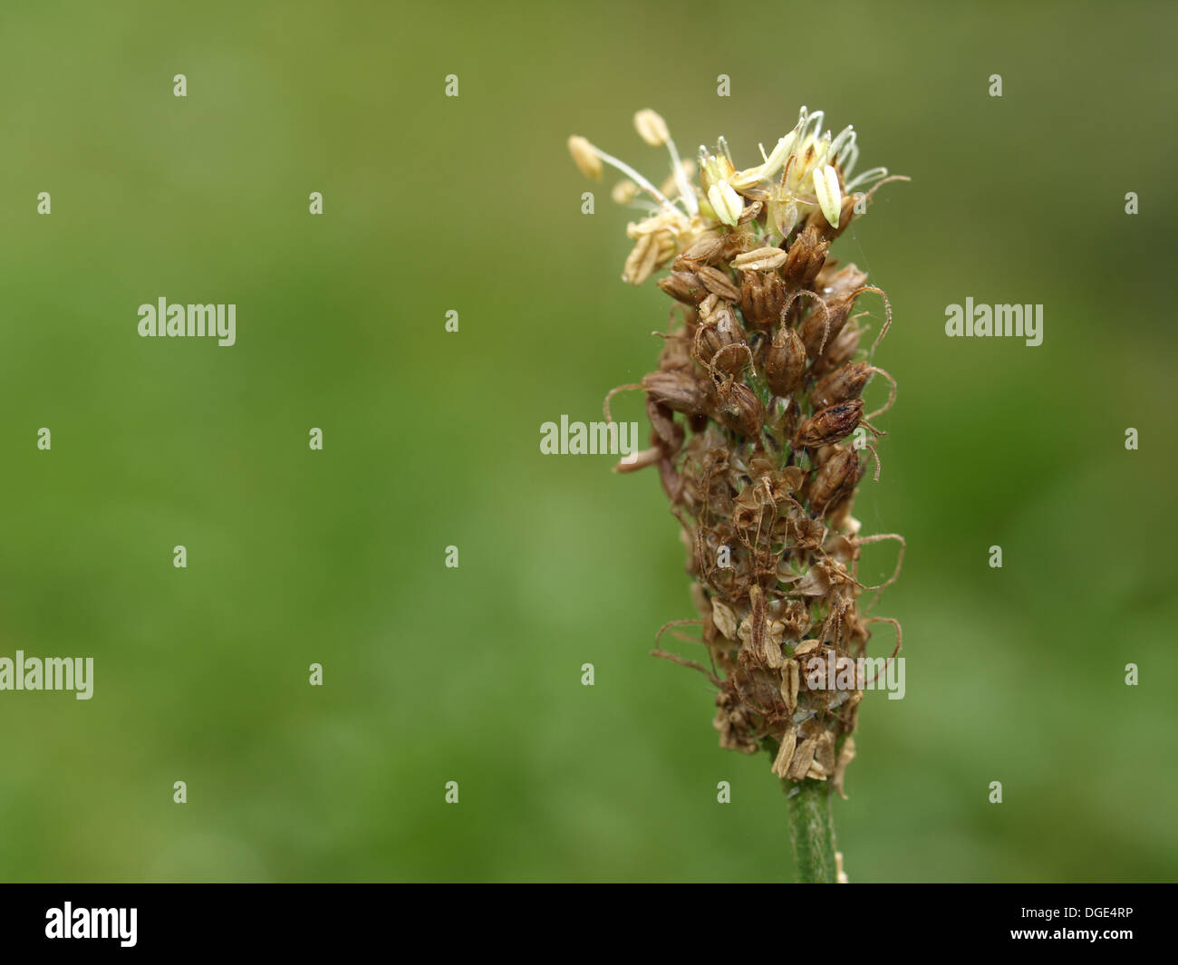 ribwort plantain / Plantago lanceolata / Spitzwegerich Stock Photo