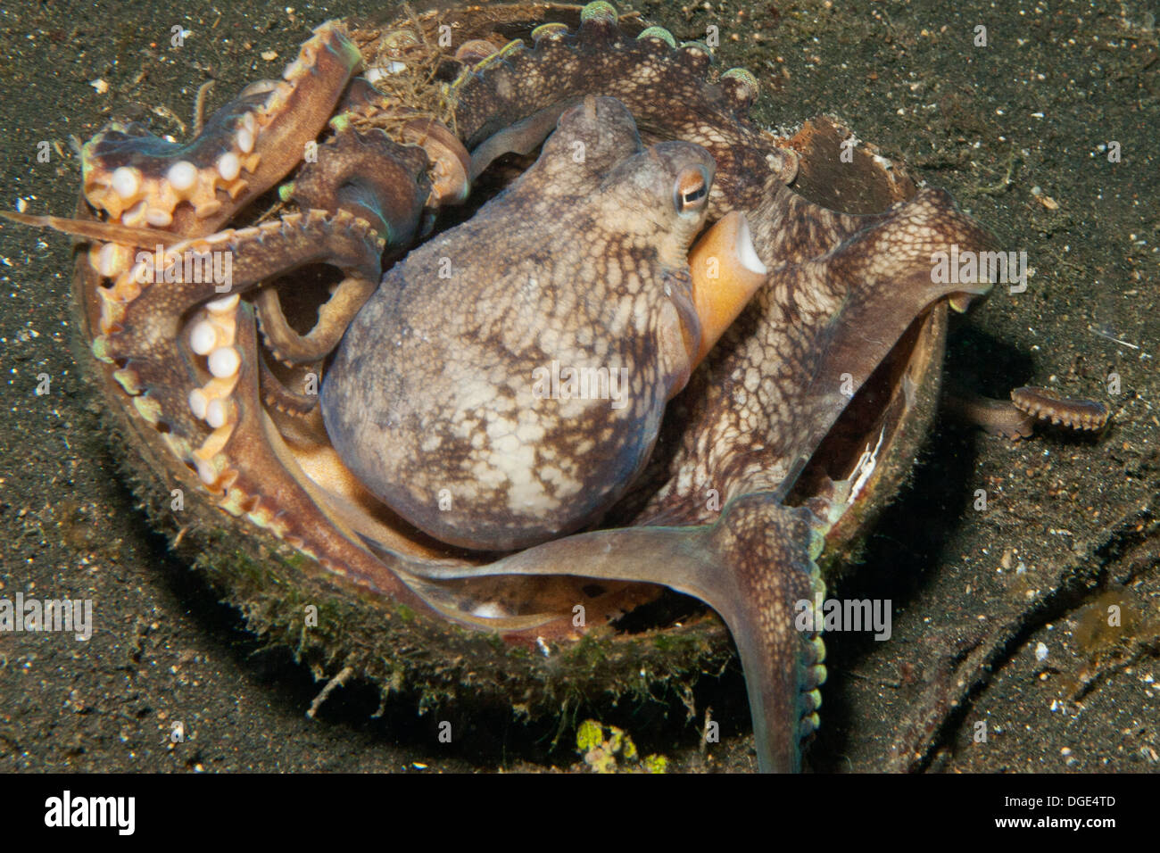 Coconut Octopus uses half a coconut shell as home and carried it around to hide under as protection.(Amphioctopus marginatus).Lembeh Straits, Indonesia Stock Photo