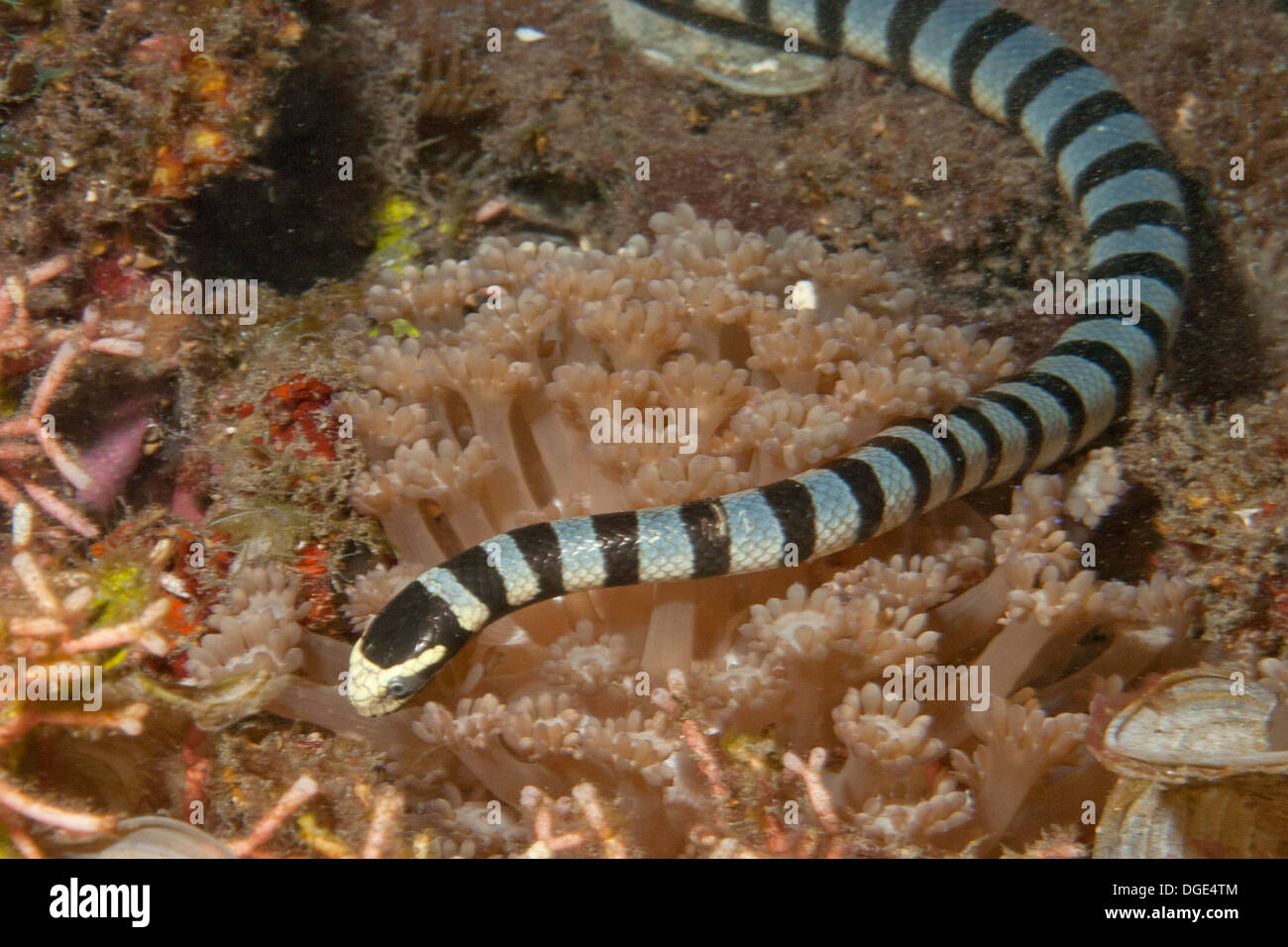 Poisonous Black Banded Sea Krait (Snake) hunts on the ocean floor.(Laticauda colubrina).Lembeh Straits,Indonesia Stock Photo