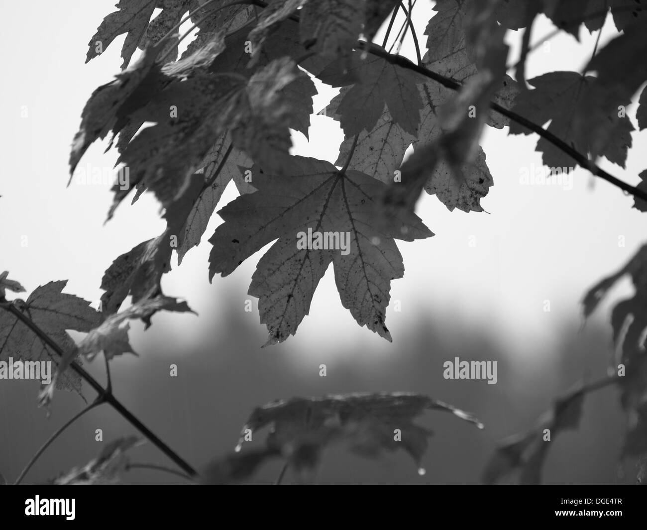 sycamore maple / Acer pseudoplatanus / Bergahorn Stock Photo