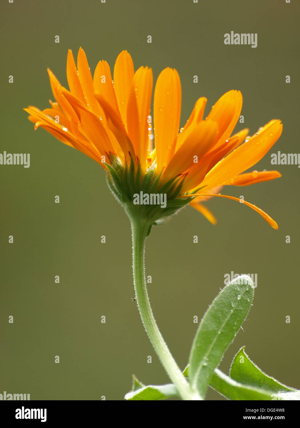 pot marigold / Calendula officinalis / Garten Ringelblume Stock Photo