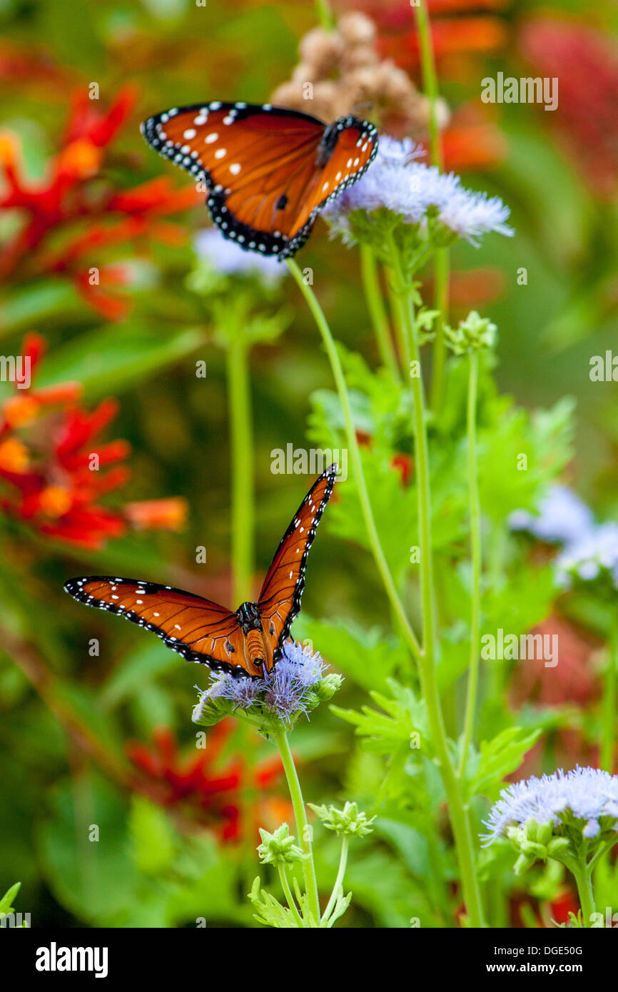 Orange and Black Butterflys Stock Photo