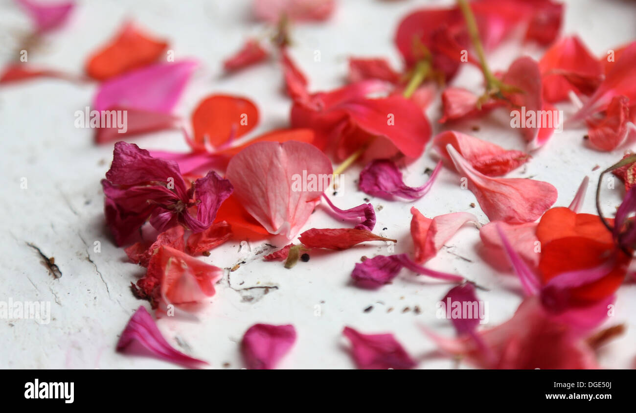 Red petals on white painted surface Stock Photo