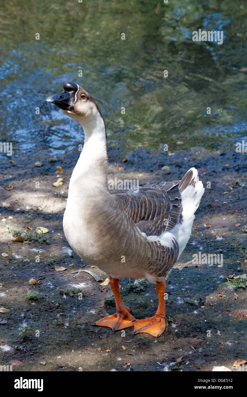 Angry African Goose Swan Stock Photo