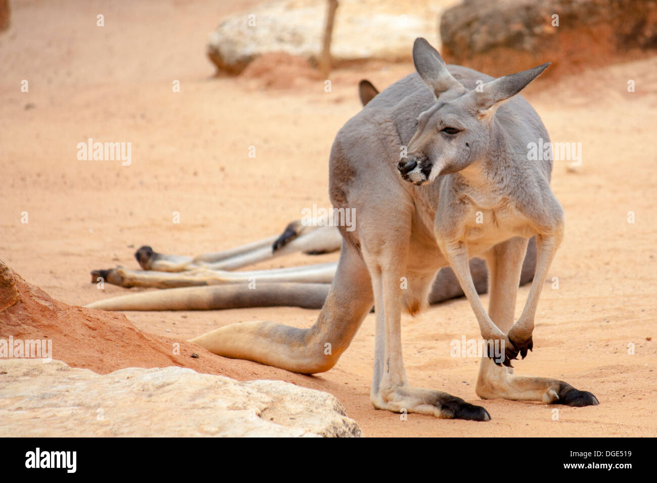 Australian Kangaroo at the zoo Stock Photo