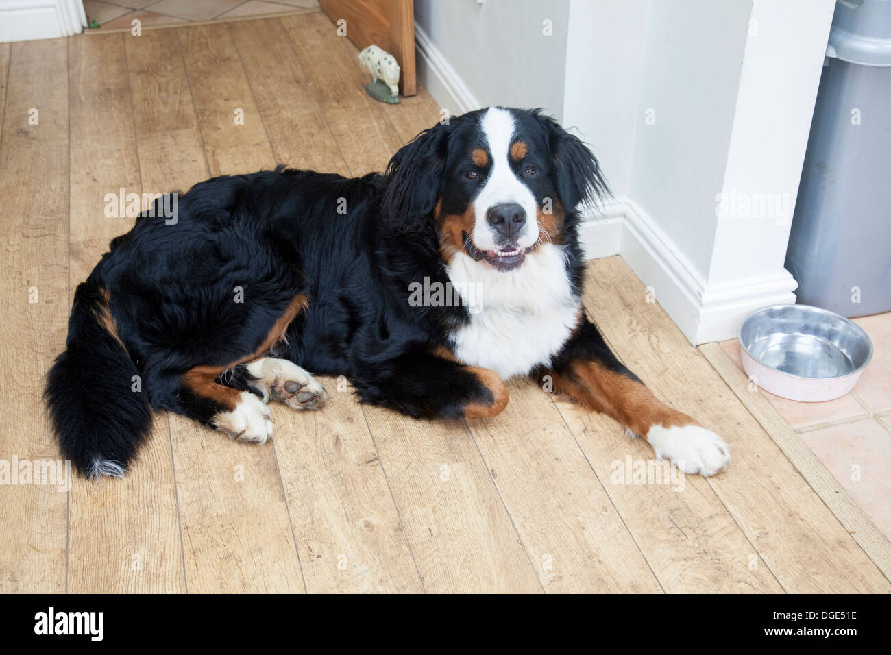 Bernese Mountain Dog waiting by his food bowl. Stock Photo