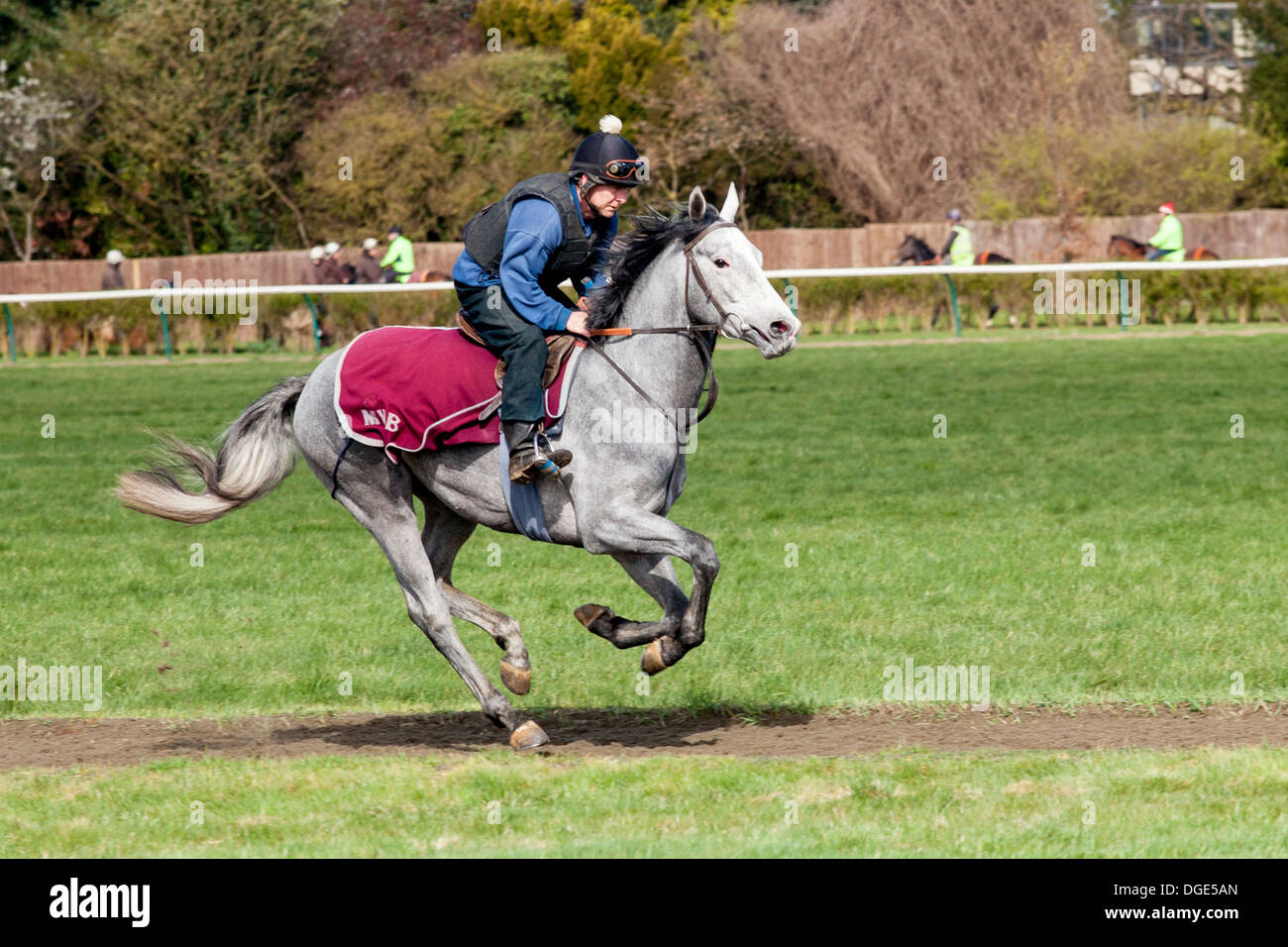 Horse galloping on Newmarket's Gallops Stock Photo Alamy