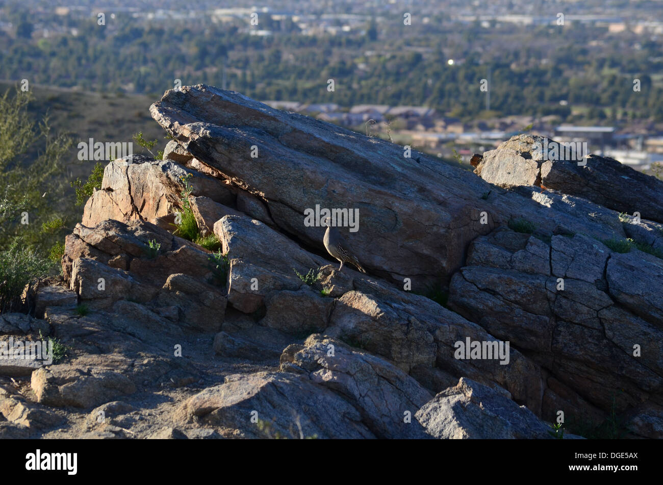 Quail Power The Quail of strength and power Stock Photo - Alamy