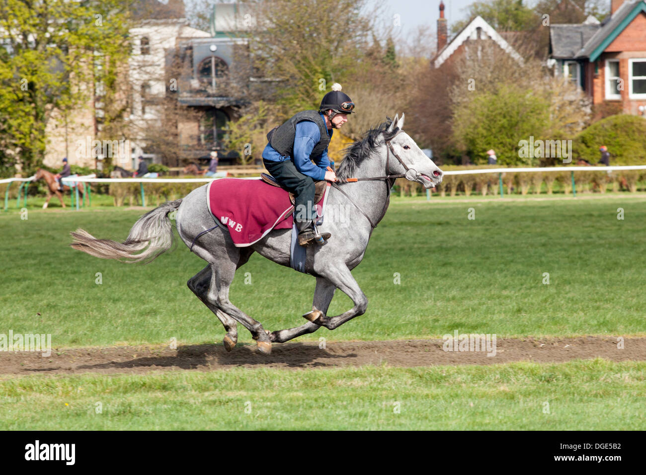 Grey racing horse on the gallop on the Newmarket's Gallops Stock Photo