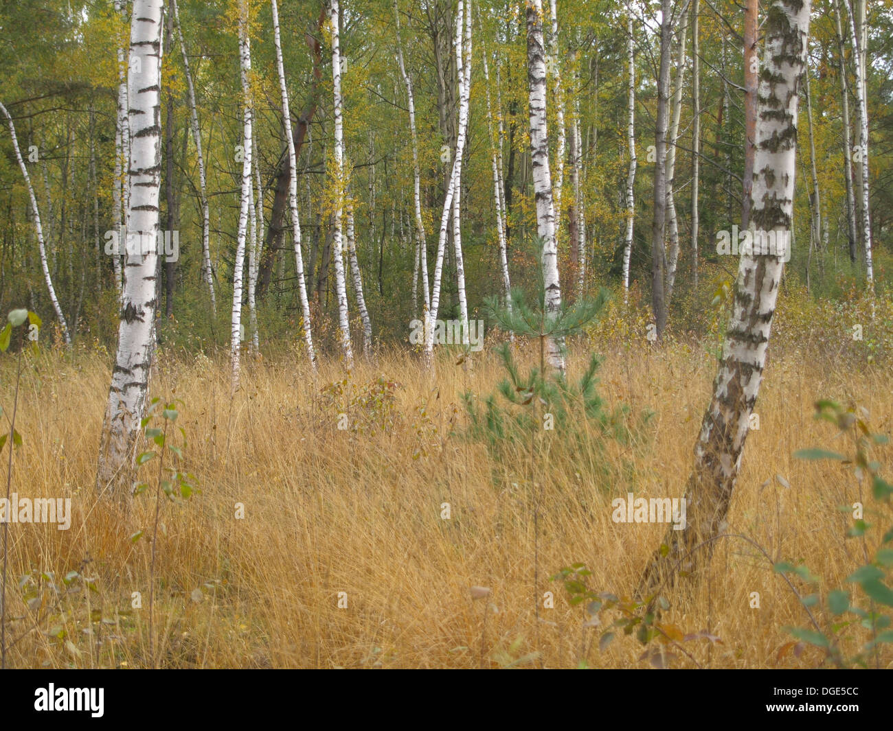 Birch trees in autumn forest hi-res stock photography and images - Alamy