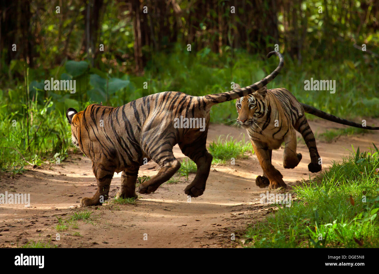 Playful Tigers Stock Photo