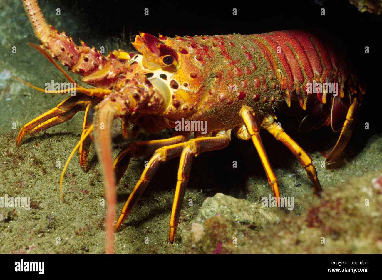 California spiny lobster hi-res stock photography and images - Alamy
