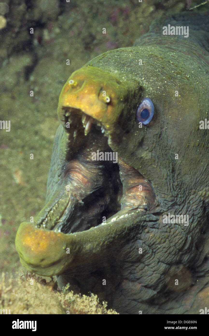 Panamic Green Moray Eel with mouth open showing teethcloseup