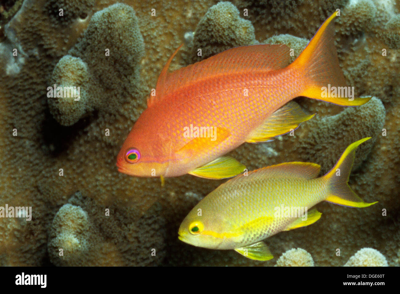 Scalefin anthias pseudanthias squamipinnis hi-res stock photography and ...