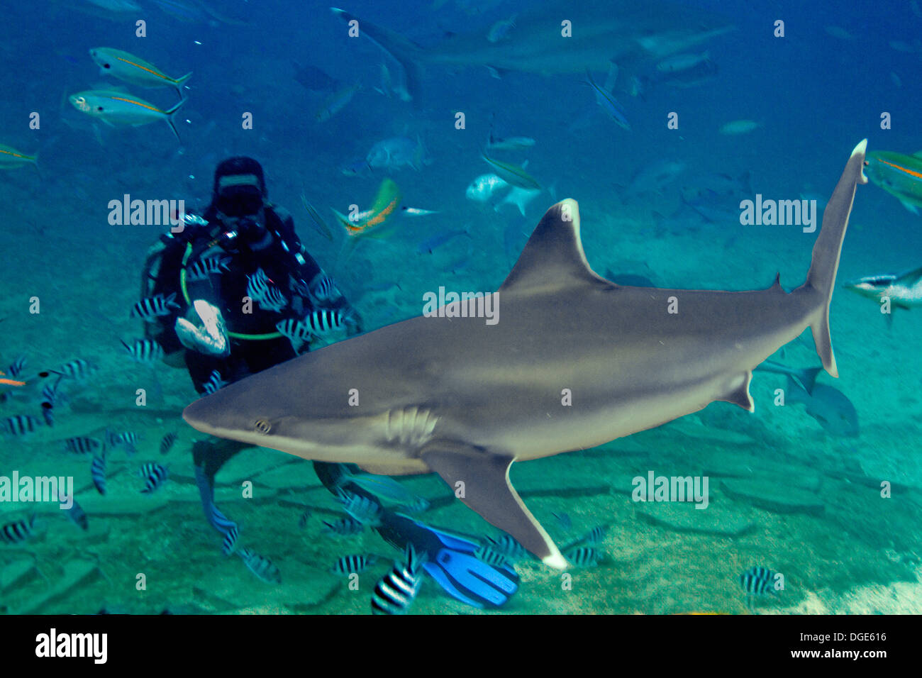 Silvertip Shark being hand feed by a diver.(Carcharhinus albimarginatus).Fiji Stock Photo