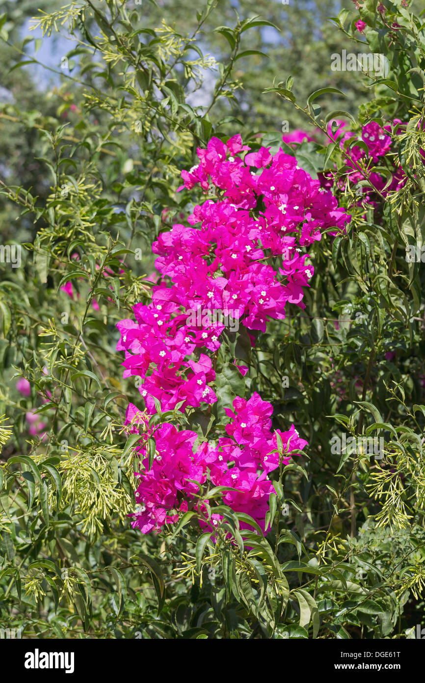bush with red flowers in Israel Stock Photo Alamy