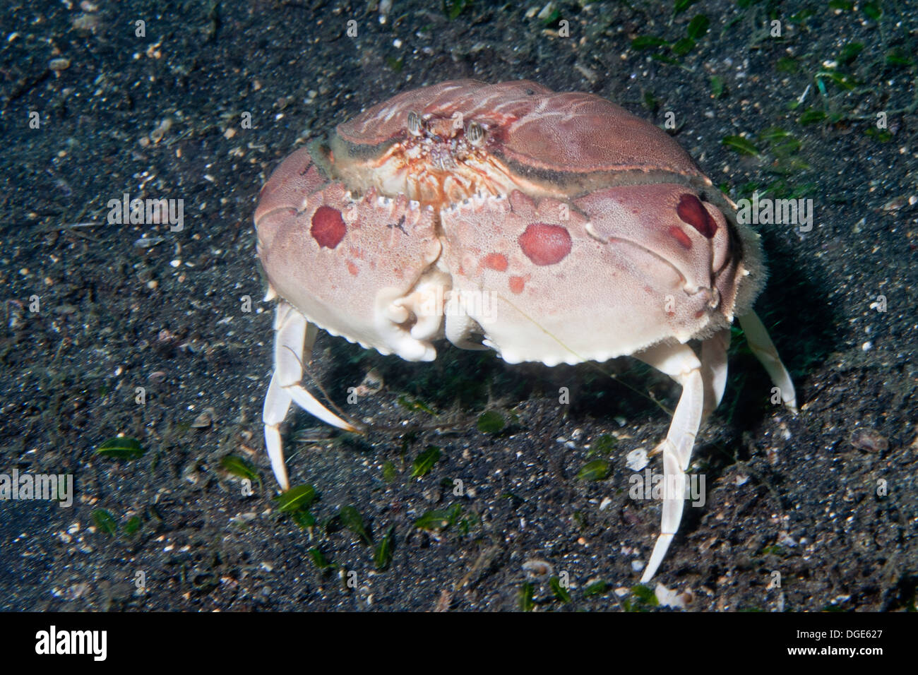 Box Crab stands on its legs.(Calappa calappa).Lembeh Straits, Indonesia Stock Photo