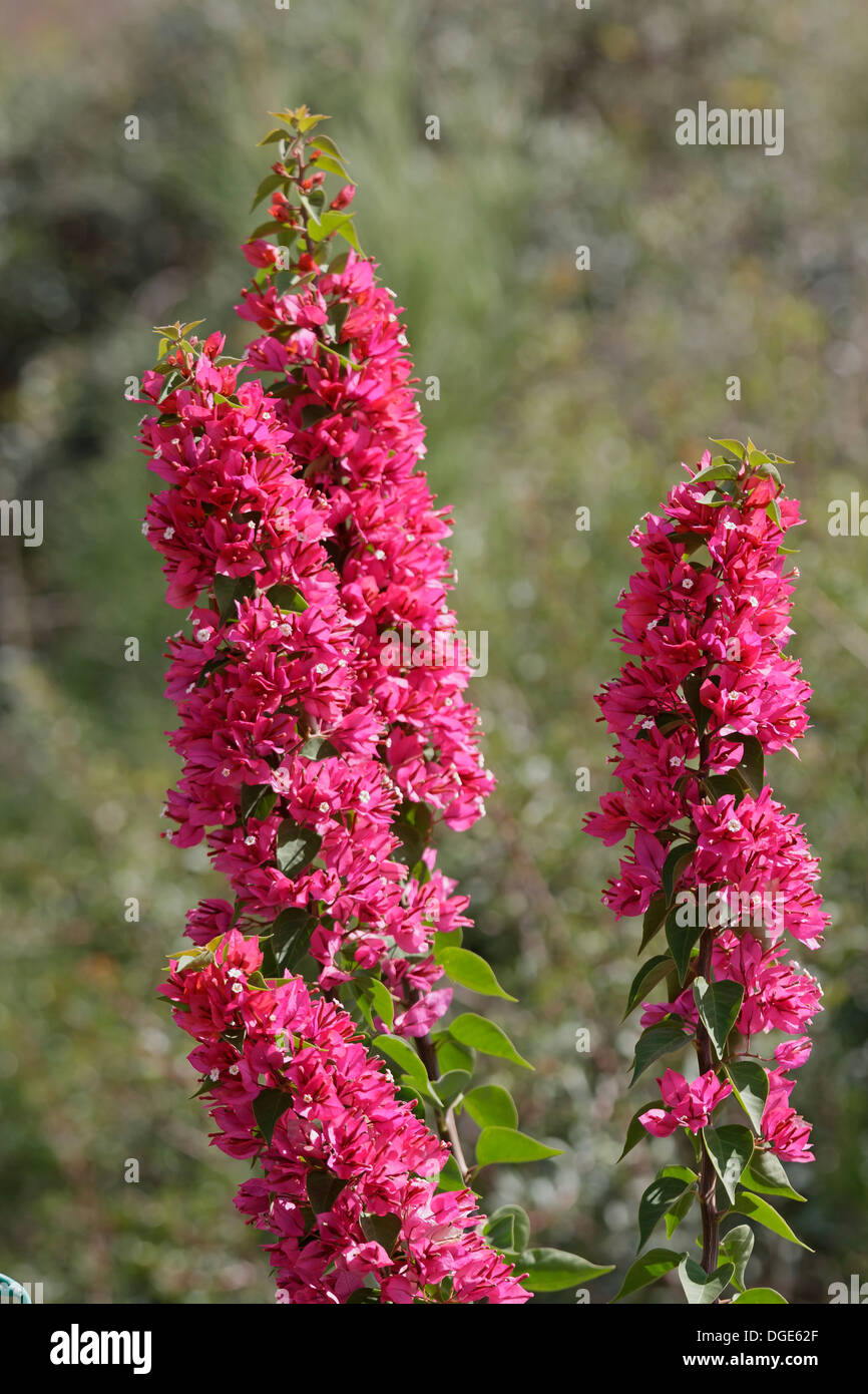 bush with red flowers in Israel Stock Photo Alamy