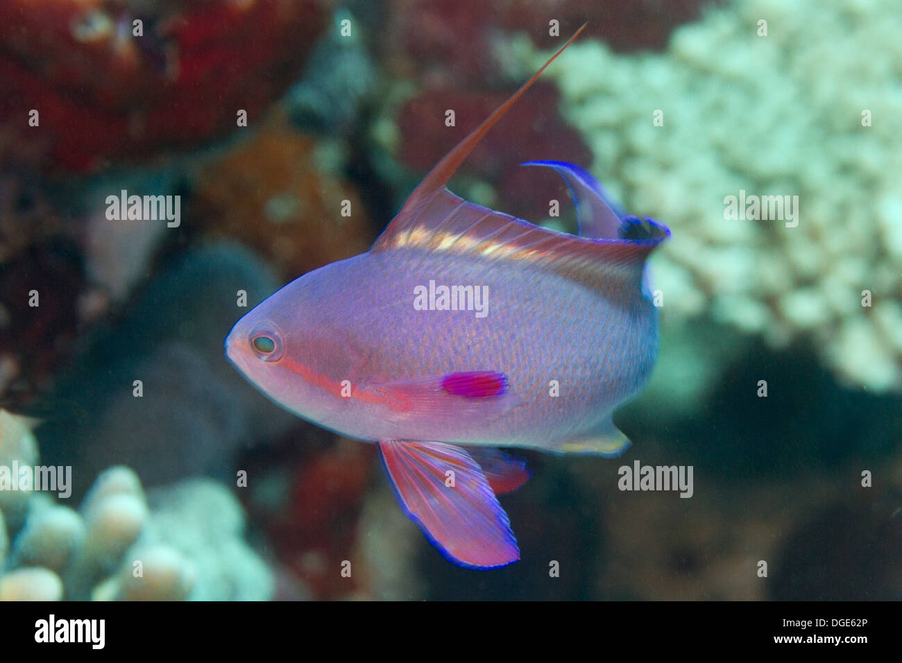 Male scalefin anthias hires stock photography and images Alamy