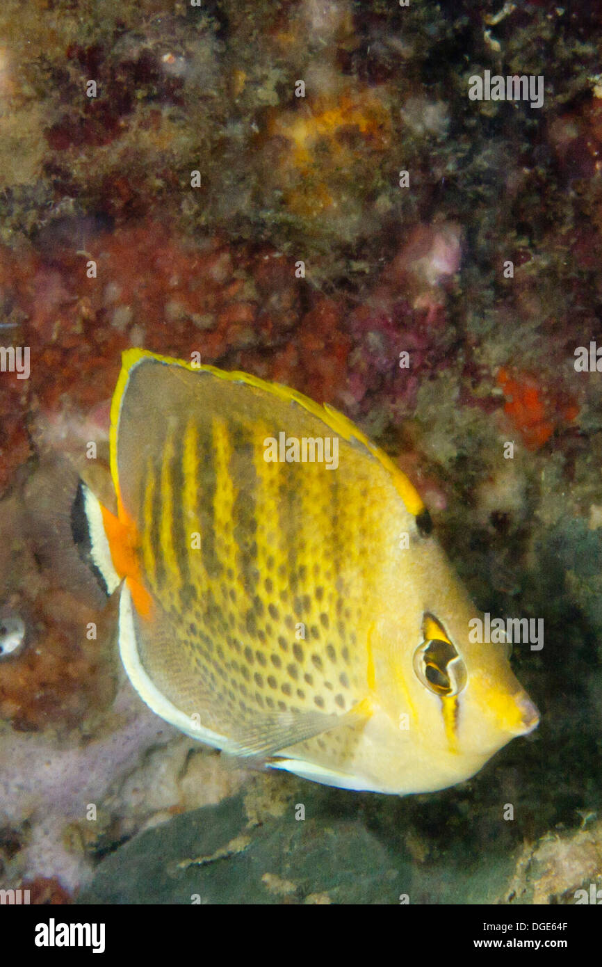 Spot-Banded Butterflyfish.(Chaetodon punctatofasciatius).Lembeh Straits,Indonesia Stock Photo