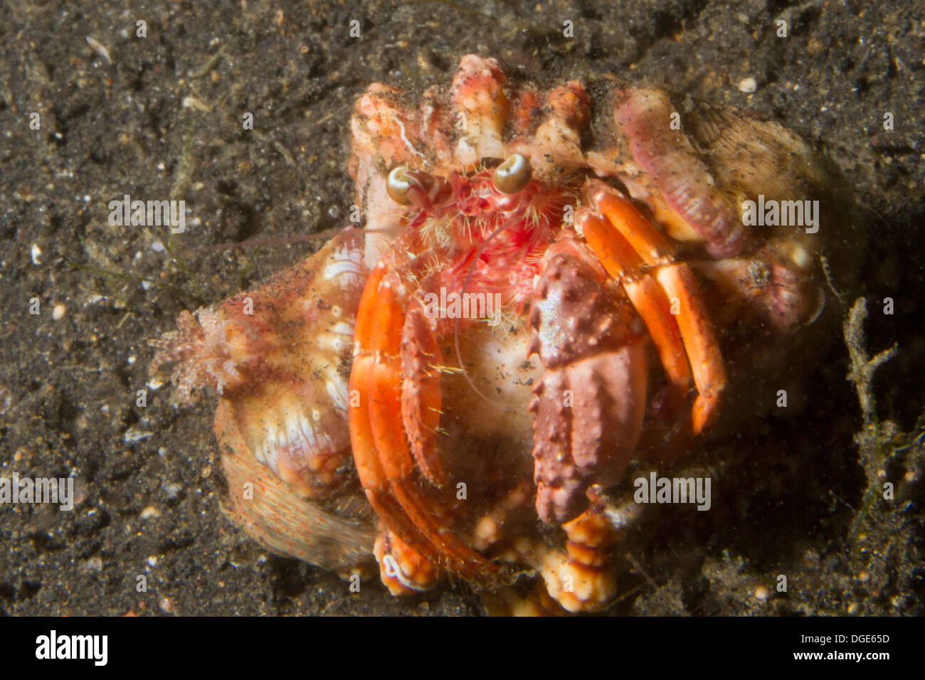 Anemone Hermit Crab carries Anemones on it's shell.(Dardanus ...