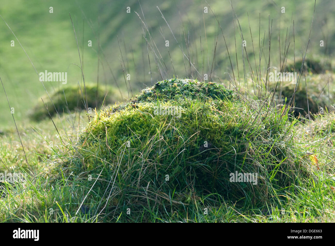 Ant hill on the Marlborough Downs. Green moss and lichen covered on a warm and sunny summer's day Stock Photo