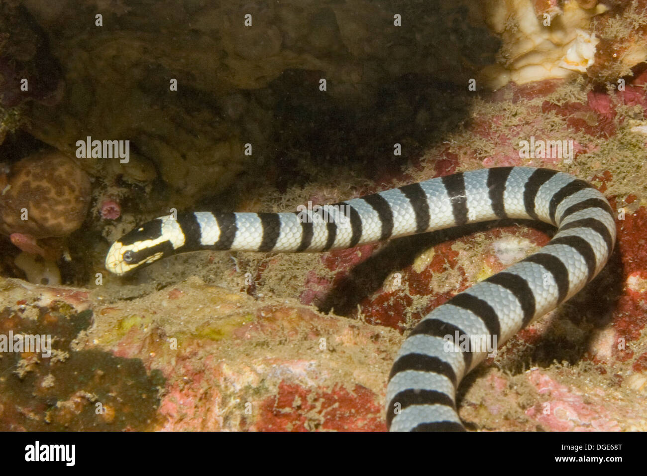 Banded Sea Krait (Sea Snake).(Laticauda colubrina).Lembeh Straits, Indonesia Stock Photo