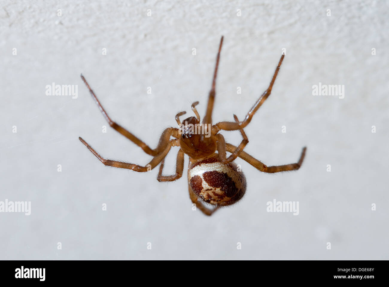 FALSE WIDOW SPIDER (Steatoda nobilis) in home, West Sussex, UK. Stock Photo