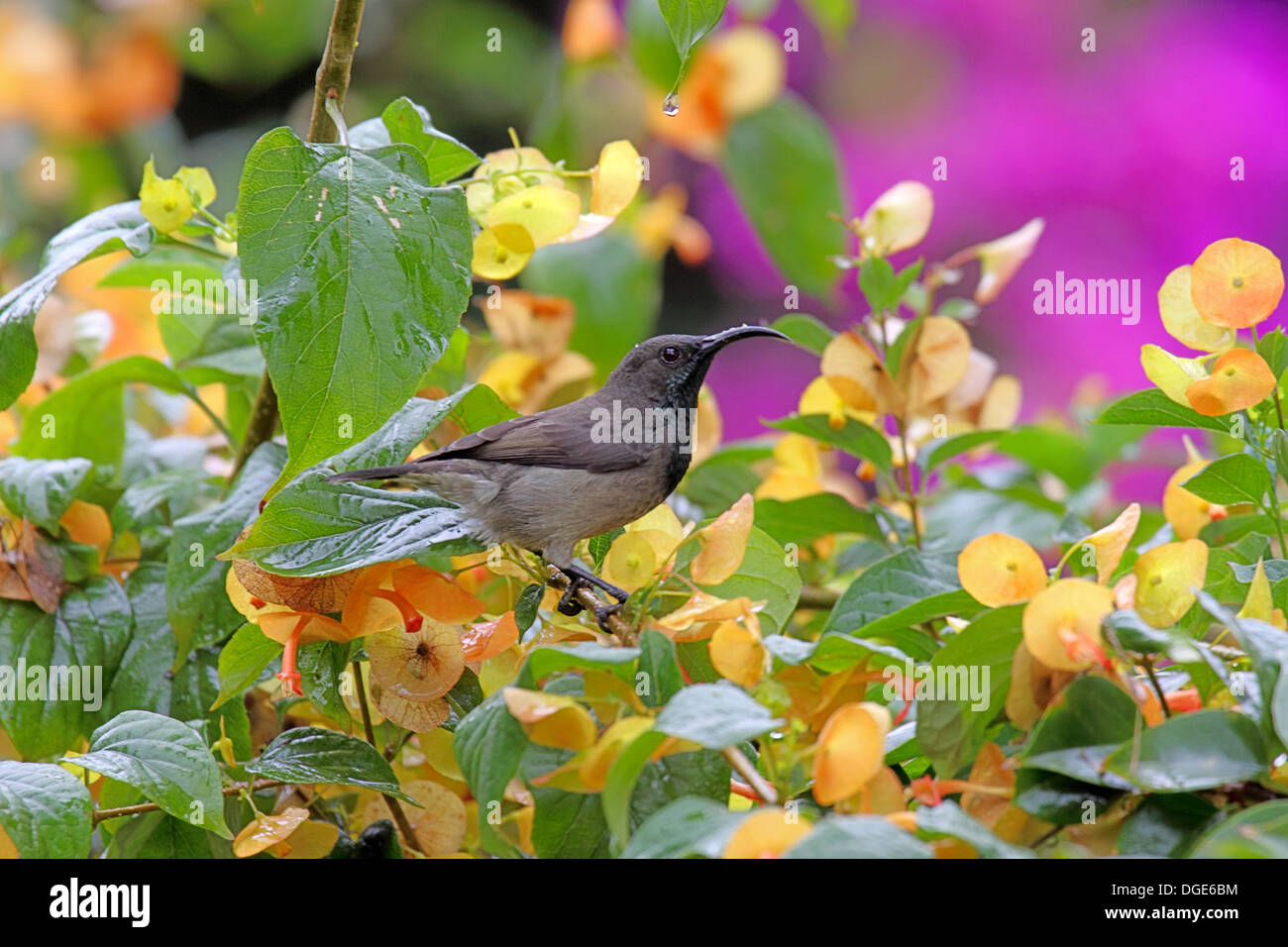 Seychelles sunbird feeding amongst colourful blossoms Stock Photo
