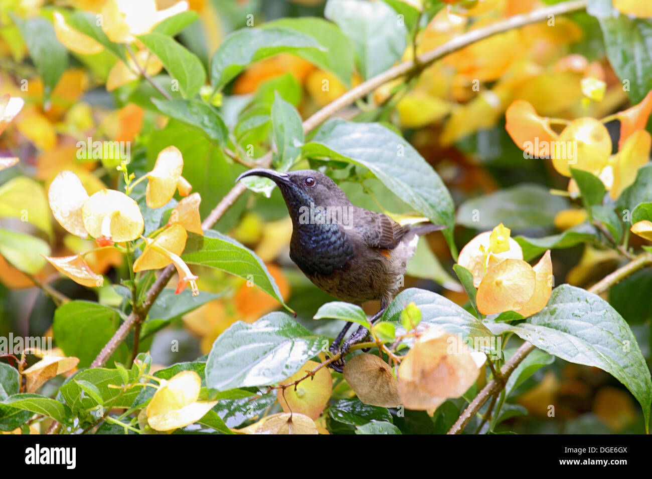 Seychelles sunbird feeding amongst colourful blossoms Stock Photo
