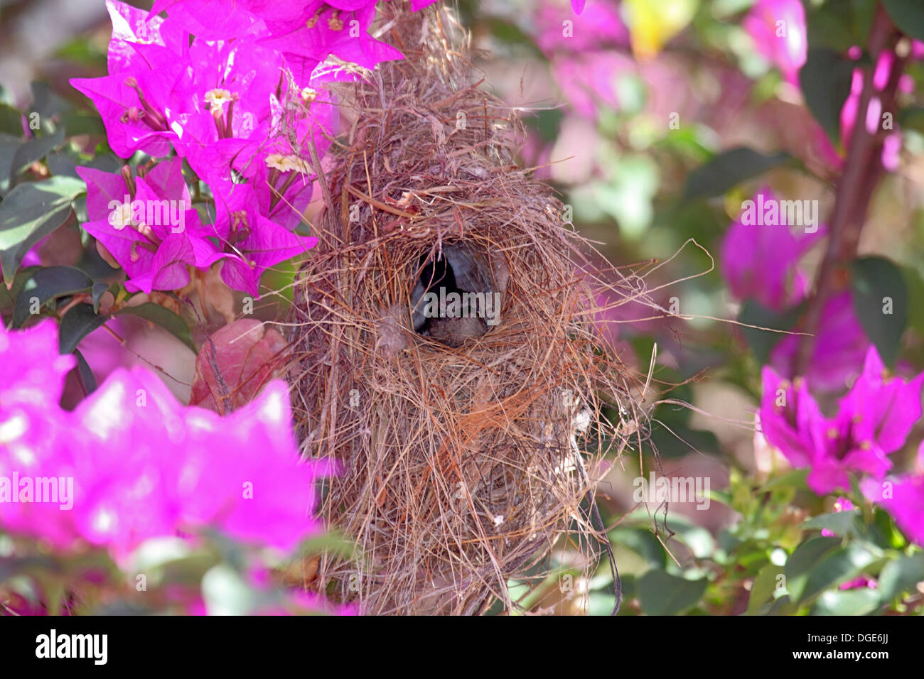 Seychelles sunbird nest amongst colourful blossoms Stock Photo