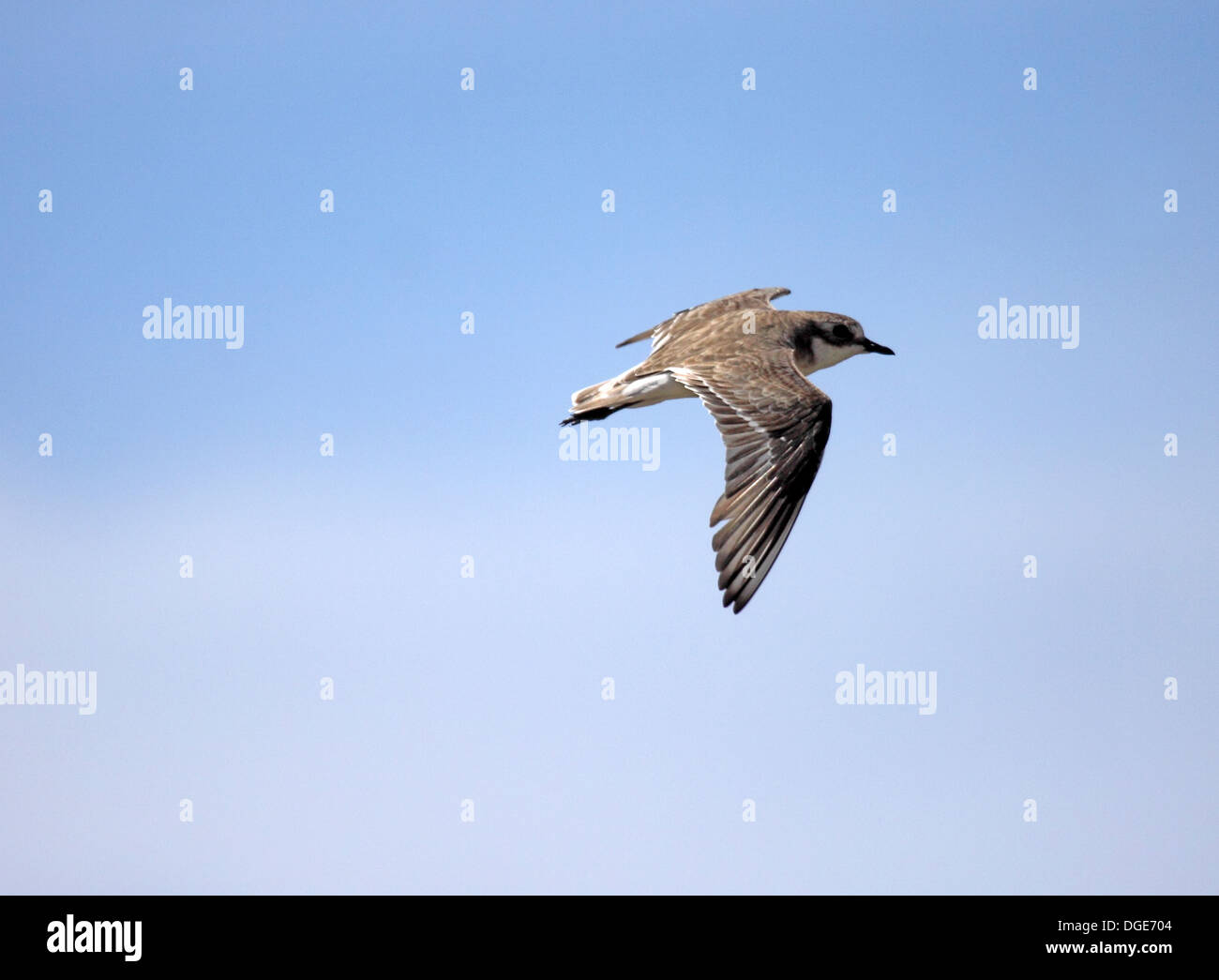 Greater sandplover on island in The Seychelles Stock Photo