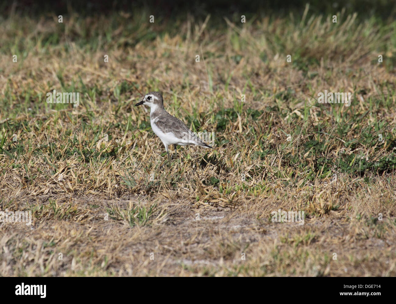 Greater sandplover foraging amongst short grassland on Bird Island in The Seychelles Stock Photo