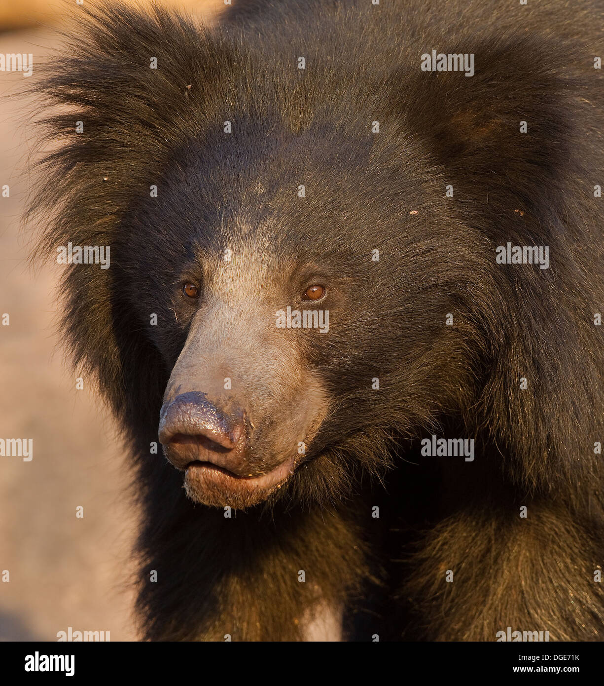 Sloth Bear Stock Photo