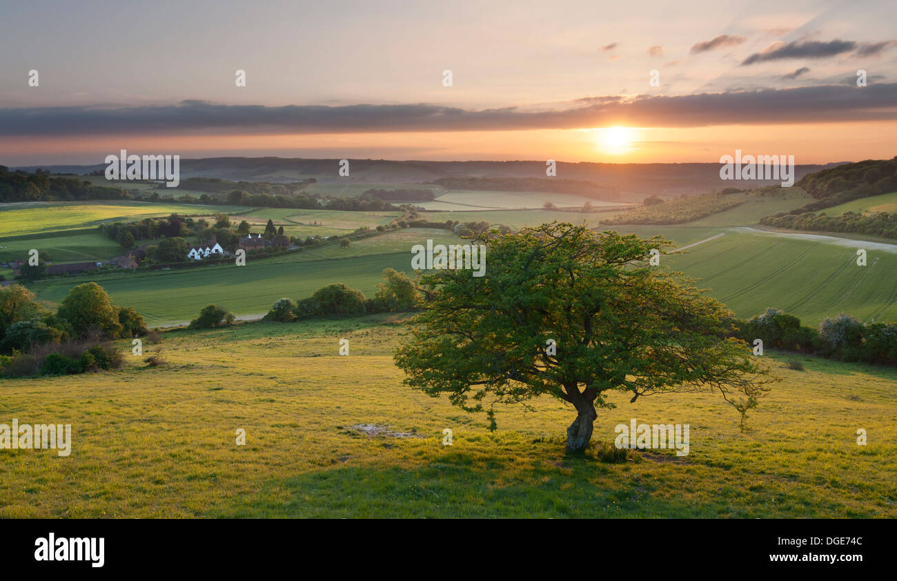 An idyllic English countryside scene at sunset; a lone tree overlooks a cottage in the North Kent Downs. Stock Photo
