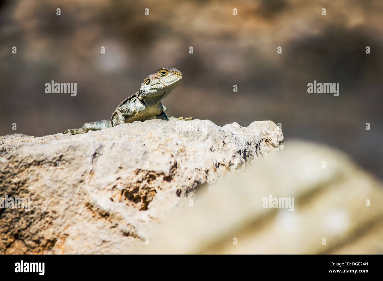 The Common Agama (Agama agama Stock Photo - Alamy