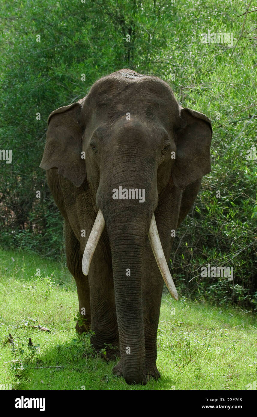 Indian Elephant Stock Photo